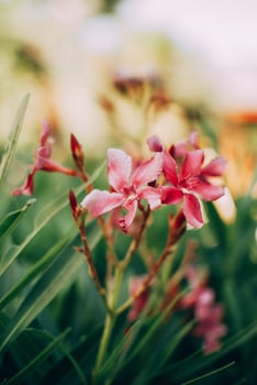 Pink and white flowers photo