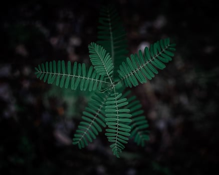 Fern fronds on dark background photo