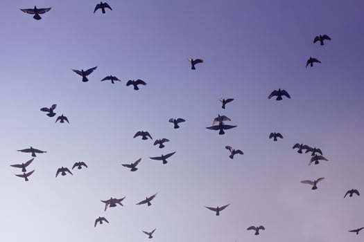 Flock of birds  photo
