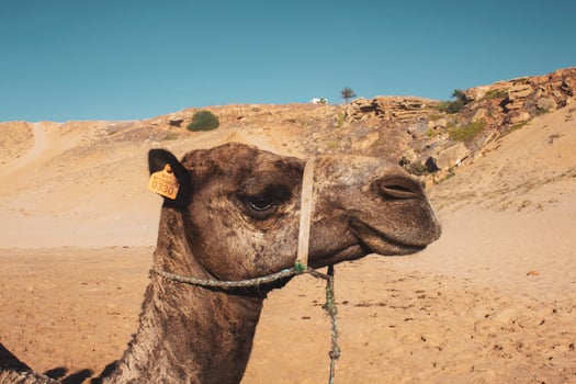 Side view of camel's head photo