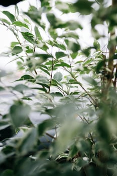 Green leaves on a plant photo