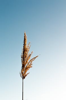 Brown grain plant photo