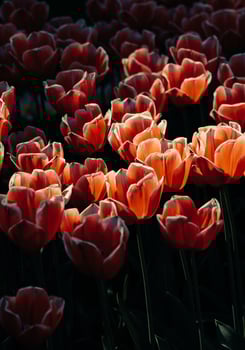 Red and white petaled flowers photo