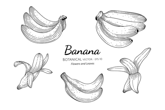 Hand drawn banana set vector