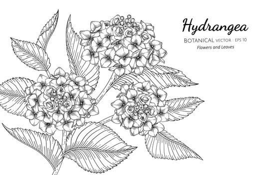 Hand drawn hydrangea vector