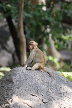 Monkey sitting on a rock photo