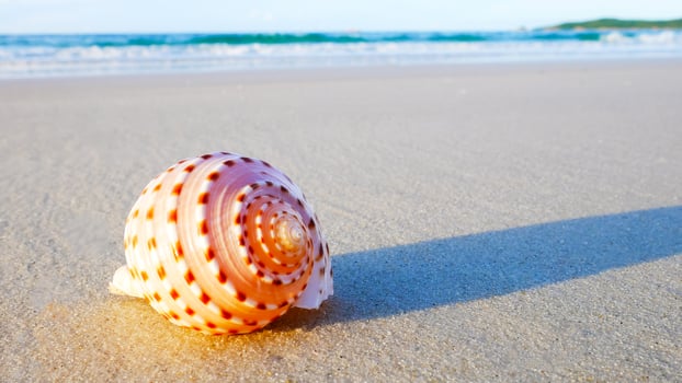 Beautiful shell on the beach photo