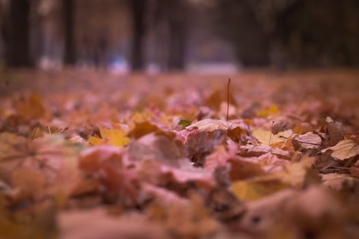 Withered leaves on ground floor photo
