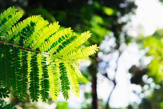 Close-up of fern leaf photo
