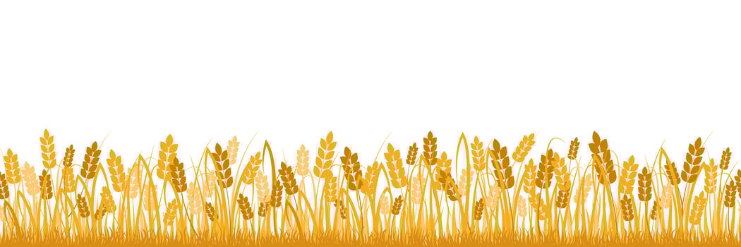 Cartoon yellow wheat isolated on white vector