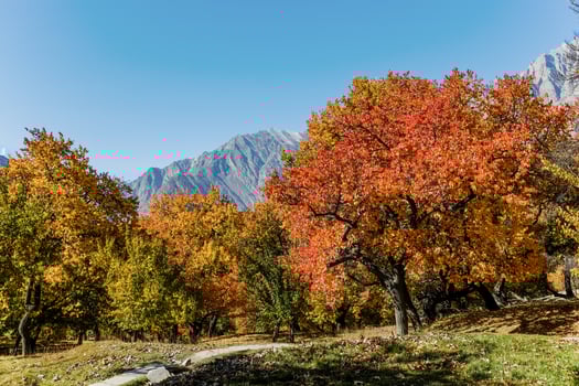 Colorful foliage in autumn in Hunza Valley, Pakistan photo