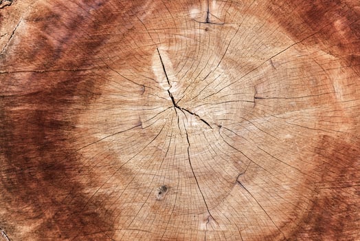  Annual ring surface of wood photo