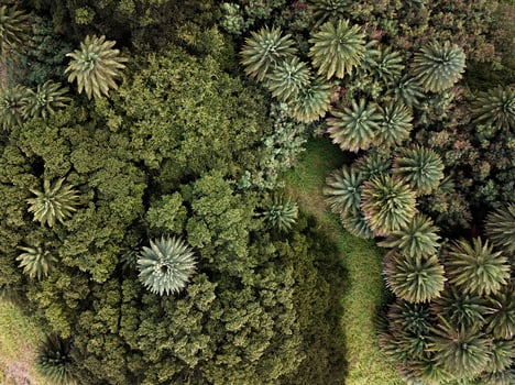 Top view photography of green trees photo