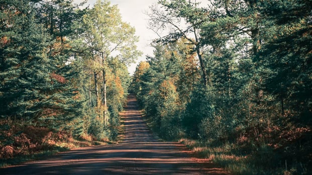 Gray roadway between trees  photo