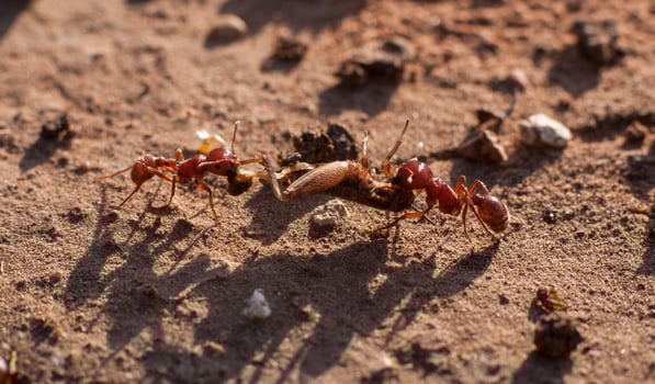 Ants moving grasshopper photo