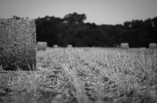 Grayscale of hay bale and field photo