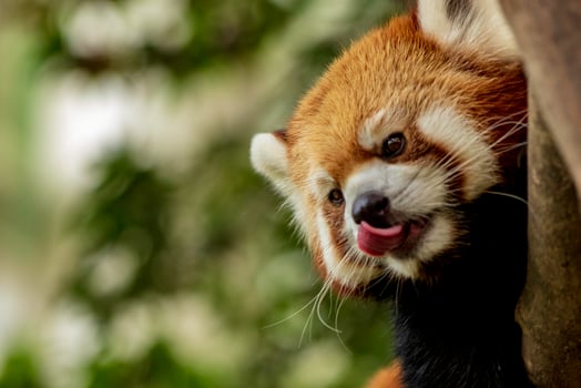 Close-up of red panda photo