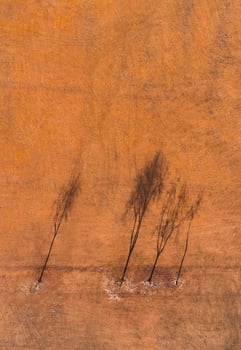 Aerial view of trees in field photo