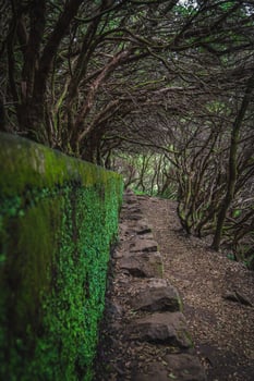 Moss covered wall photo