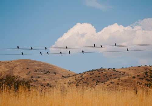 Flock of birds photo