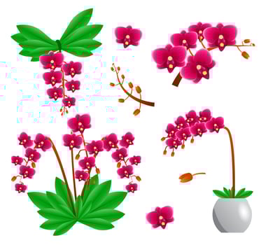 Set of orchid flowers vector