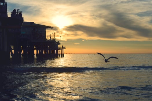 Silhouette of bird flying during sunset photo