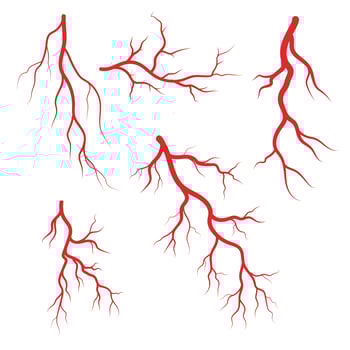 Human veins and arteries icon set vector