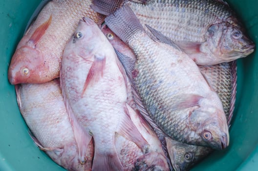 Bucket of fish photo