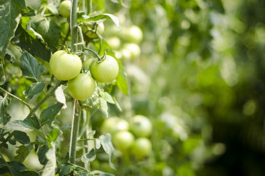 Tomato on vine photo