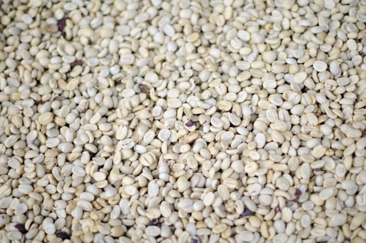 Seed background pattern photo