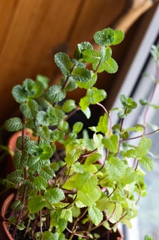 Homeplant Melisa mint in flowerpot, medicinal herb at home photo