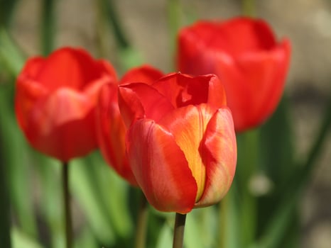 Red tulip blooms photo