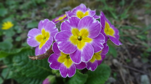 Purple and yellow flowers photo
