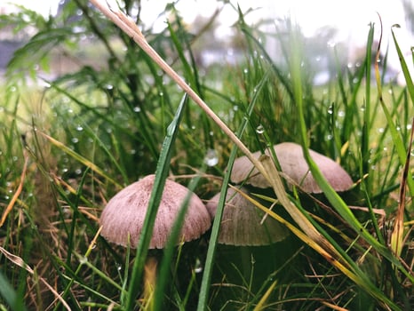 Brown button mushrooms photo