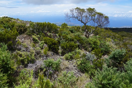 Landscape on La Reunion photo