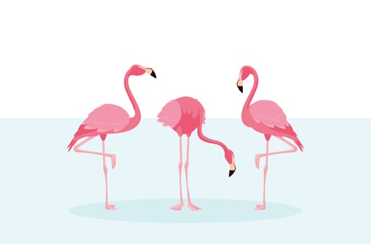 Beautiful flamingos birds flock standing vector