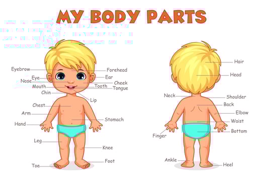 Body parts of boy for kids learning vector