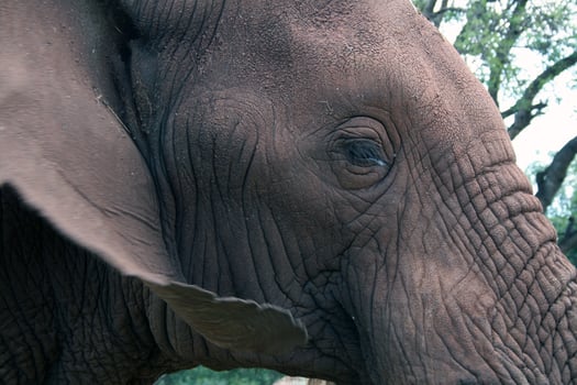 African elephant's eye photo