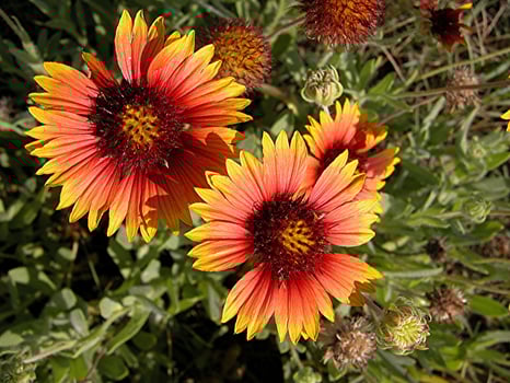 Vibrant wild flowers photo