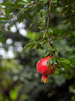 Pomegranate tree in Saveh City photo