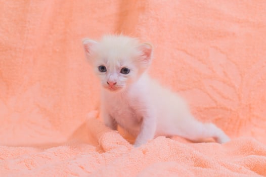 Cute kitten on a towel photo