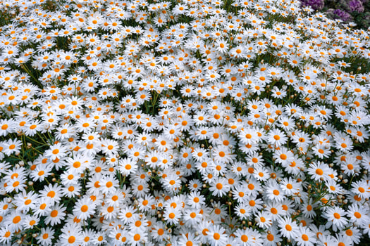 Field of daisies photo