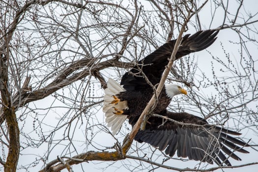 Black and white eagle flying over tree photo