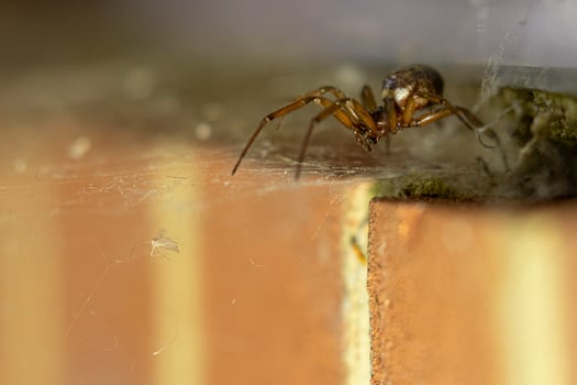 False widow spider photo