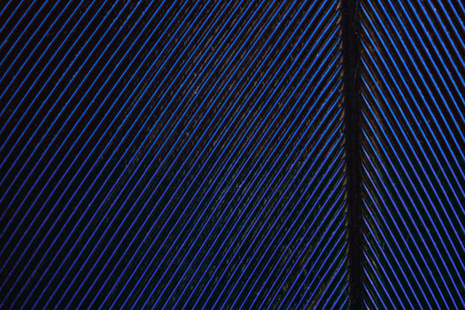 Colorful feather pattern photo