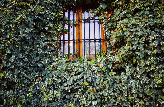Closed iron window with ivy plants photo