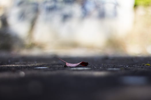 Selective focus of fallen leaf on ground floor photo