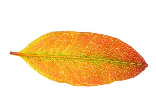 Eucalyptus leaf on white background photo