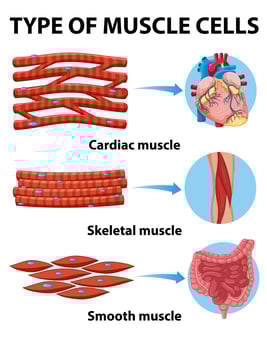 Type of muscle cells chart vector