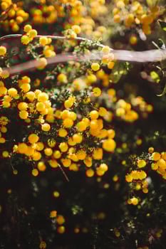 Small yellow blossoms photo